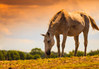 White wild horse on meadow idyllic field