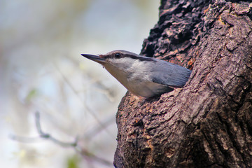 Nuthatch