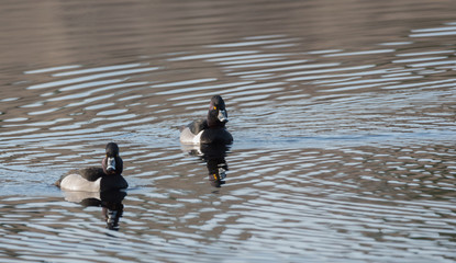 Ring-necked ducks.   Mating pairs compete for the best genes during their breif stay on a lake in northeastern Canada. 