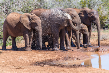 Fototapeta na wymiar Groupe d'éléphants s'aspergeant devant un plan d'eau (Addo Elephant National Park)
