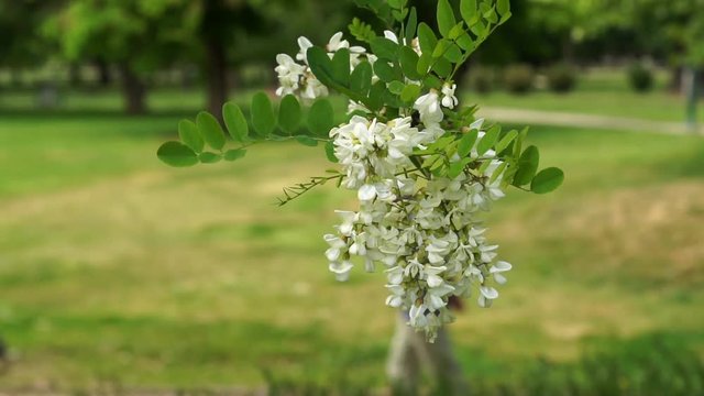 Sunny day in a city park-Selective focus on black locust branch.Unrecognizable,blurred,out of focus people walking,relaxing in the background. Acacia white flowers swaying on spring breeze-Close up 