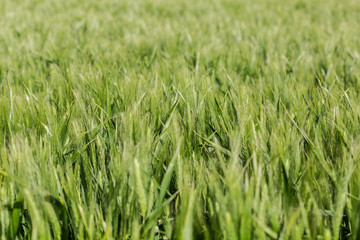 The wheat beginning to ear; a pattern of a green field
