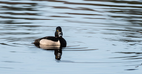 Male (drake) Ring-necked duck (Aythya collaris) in spring.  Black & white duck visits northern lakes and ponds in breeding season. 