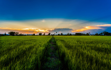 rice green fields in sunset time
