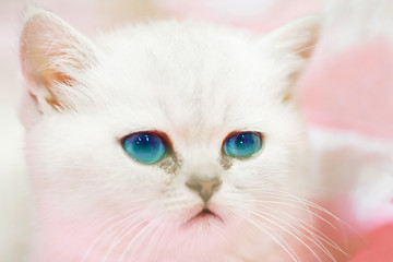 Little cute sad white cat