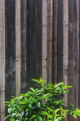 Fototapeta na wymiar Fresh green shrub in front of a wood fence