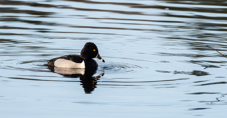 Male (drake) Ring-necked duck (Aythya collaris) in spring.  Black & white duck visits northern lakes and ponds in breeding season. 