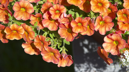 Balkonblumen ist voller Pracht