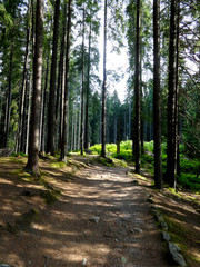 Coniferous forest in Demanovska Valley