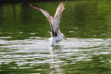 Seagull landing on water