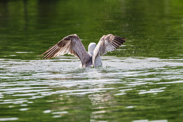 Seagull landing on water