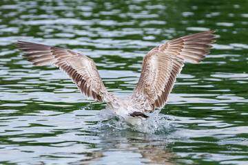 Fototapeta premium Seagull landing on water