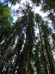 Fototapeta premium Coniferous forest in Demanovska Valley