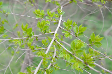 Branch with young leaves of an elm stocky (Ulmus pumila L.)