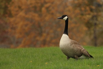 Canada goose in field