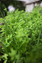 Lush green grass under the spring sun in a pot on the balcony