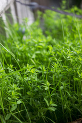 Lush green grass under the spring sun in a pot on the balcony