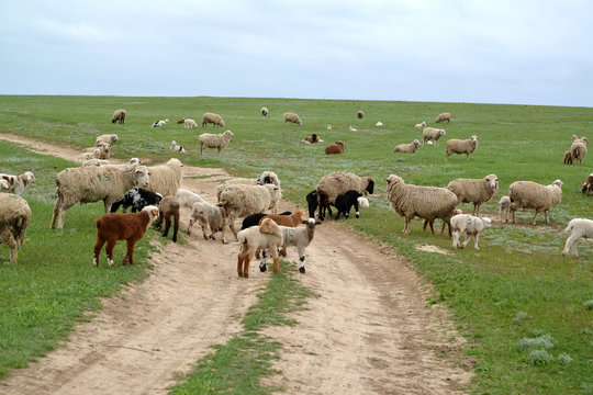 The herd of sheep goes on a steppe pasture on the dirt road. Kalmykia