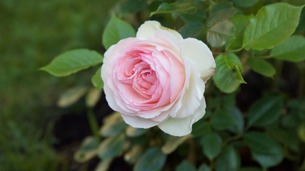 franz&ouml;siche Duftrose der Provence