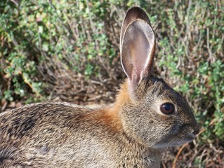 Profile of Alert Rabbit