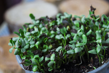 Green flax in a pot