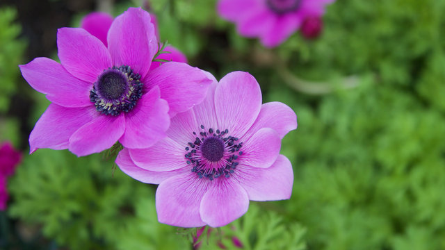 die Anemonen bl&uuml;hen im Garten