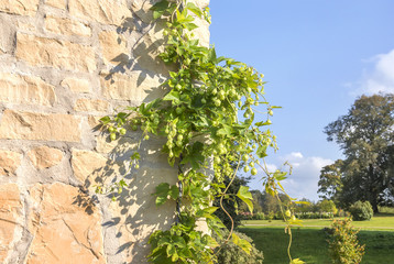 Green hop on a stone wall