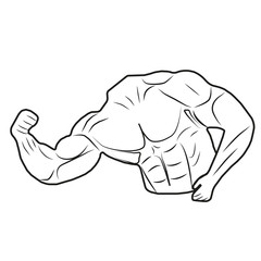 vector image of muscular male torso with hands on a white background
