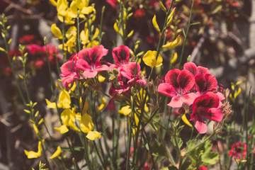 Close up of yellow and purple wildflowers