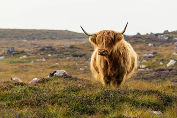 Crédence de cuisine en verre imprimé Highlander écossais Vache des Highlands écossais