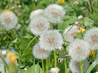 Löwenzahn, Pusteblumen, Taraxacum