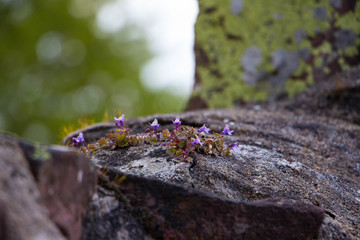 Wildes Stiefmütterchen auf Felsen