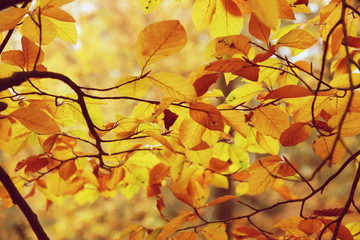 autumn