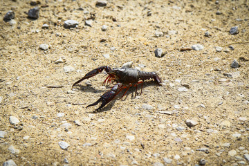 Crayfish on sand