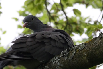 Pigeon dans la foret