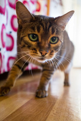 Closeup of Bengal cat 