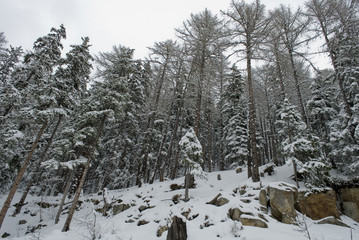 Landscape: dense pine forest and very tall larches full of fresh snow, with snow-covered trunks after a spring snowstorm,  Alps, Switzerland
