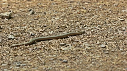 Blindschleiche (Anguis fragilis) am Dörnberg
