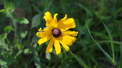 Yellow Flower with Brown Center