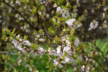 The blossoming felt (Chinese) cherry (Prunus tomentosa L.)