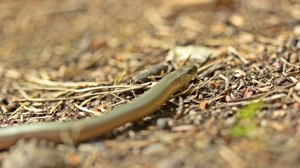 Blindschleiche (Anguis fragilis) am Dörnberg
