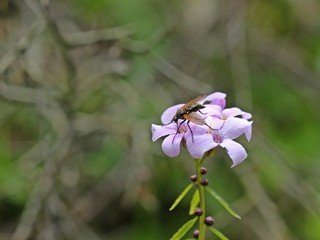Weibliche Tanzfliege (Empis tesselata) auf Zwiebel-Zahnwurz (Cardamine bulbífera)
