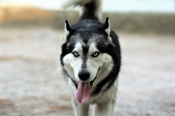 Close up of a walking husky dog with tongue out