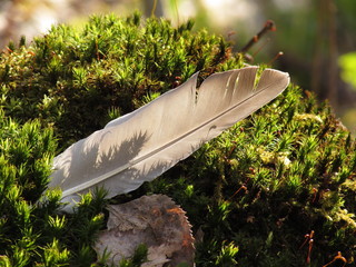 Feather