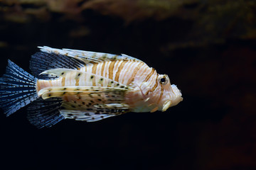 Lion fish swimming underwater in aquarium.