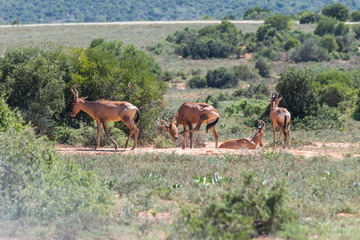 Naklejka na ściany i meble Groupe d'antilopes (Addo Elephant National Park)