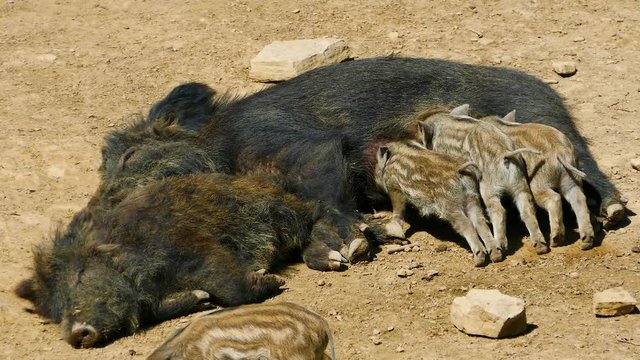 Boars feed offspring