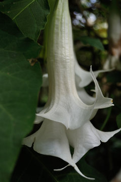 trompeta