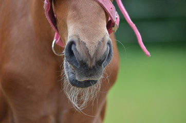 Cute small foal nose