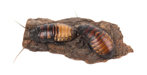 Madagascar cockroaches on tree bark isolated on white background